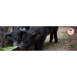 Soppressata di Suino Nero