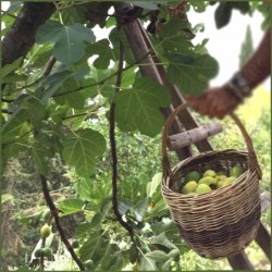 Marmellata di arance fichi e noci