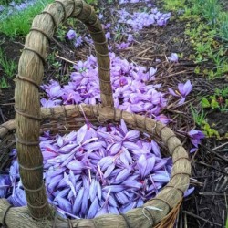 Saffron threads