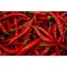 Condimento Arrabbiata in Olio Extravergine