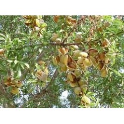 Crema alla mandorla di Avola da 30 g e 240 g