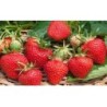 Confettura Extra di Fragole e Fragoline di Bosco da 30 g e da 240 g