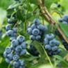 Nettare di Mirtillo Selvatico