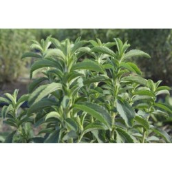 Stevia Rebaudiana | Foodaloo