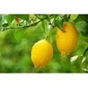 Confettura di Limoni BIO