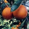 Orangenkonfitüre