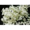 Gelée de Fleurs de Sureau BIO