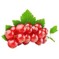Sciroppo di Ribes rosso BIO