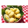Scamorza