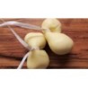 Scamorza