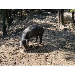 Capocollo di Suino Nero Macchiaiola Maremmana®