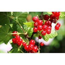 Dreifruchtkonfitüre - Confettura ai tre frutti BIO - 245 g