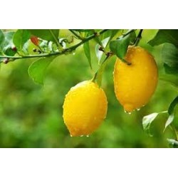 Confettura di Limoni BIO