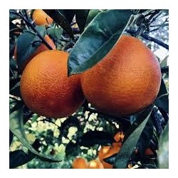 Orangenkonfitüre