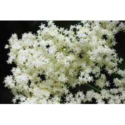 Gelée de Fleurs de Sureau BIO