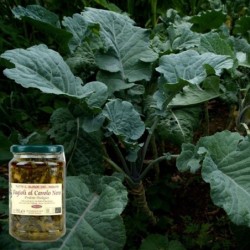 Organic Beans with black cabbage