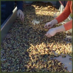 Huile d'Olive Extra Vierge Biologique