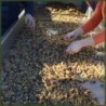 Huile d'Olive Extra Vierge Biologique