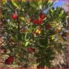 Marmellata di Corbezzolo