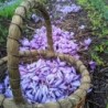 Saffron threads