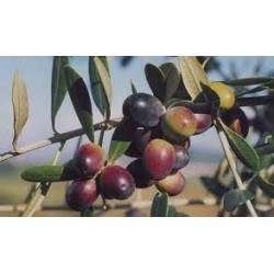 Set degustazione Olive
