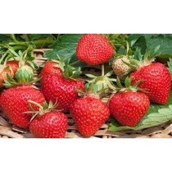 Confettura Extra di Fragole e Fragoline di Bosco da 30 g e da 240 g