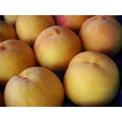 Nettare di Pesca