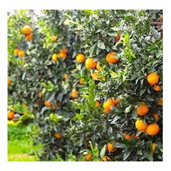 Nettare di Mandarino