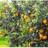 Nettare di Mandarino