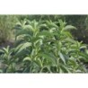 Stevia Rebaudiana | Foodaloo