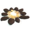 Ginger covered with dark chocolate