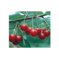 Extra Sour Cherry Jam 225 g
