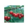 Extra Sour Cherry Jam 225 g