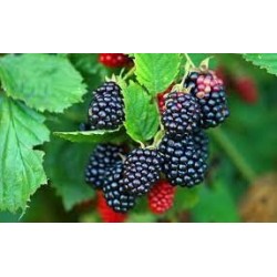 Extra Blackberry Jam 225 g