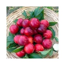 Confiture Extra de Mirabelles 225 g