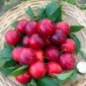 Confiture Extra de Mirabelles 225 g