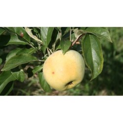 Confiture Extra de Pomme Comentina 225 g
