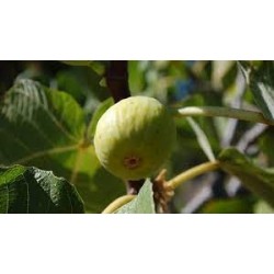 Extra Fig Jam 225 g