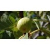 Extra Fig Jam 225 g
