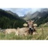 Stracchino all'Antica delle Valli Orobiche Presidio Slow Food