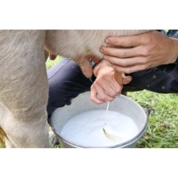 Gorgonzola Malghese DOP