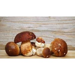 Sugo ai Funghi Porcini