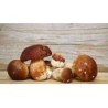 Sugo ai Funghi Porcini