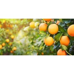 Fig and Orange