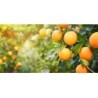 Fig and Orange