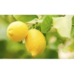 Fig and Lemon