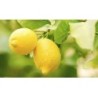 Fig and Lemon