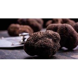 Pesto di Nocciole al Tartufo
