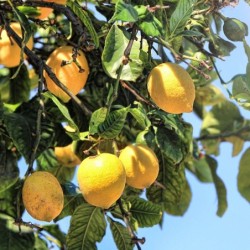 Limoni freschi di Sicilia 3 kg