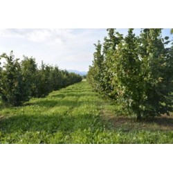 Granella della Nocciola del Monviso BIO
